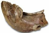 Woolly Mammoth Half Mandible with M Molar - North Sea #298455-2